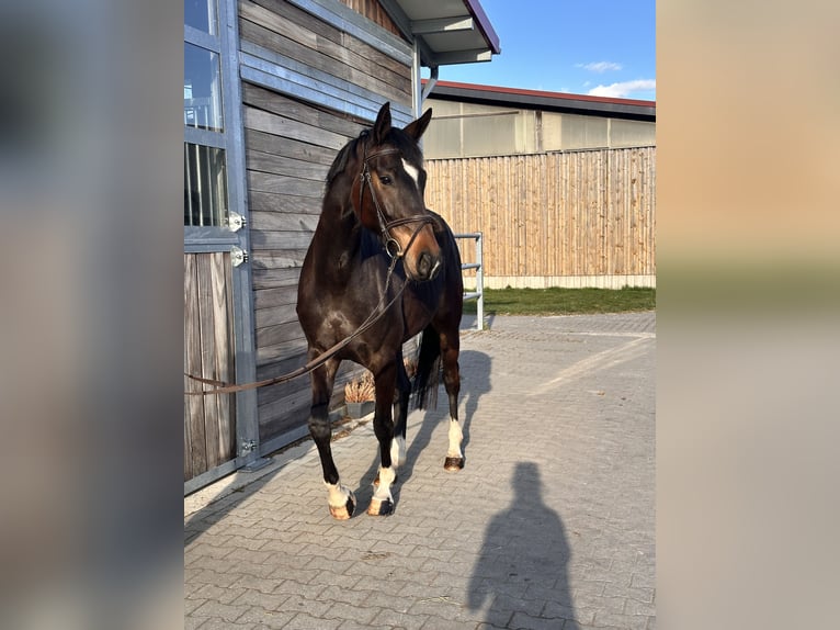 Hanovrien Jument 5 Ans 168 cm Bai brun in Leipzig