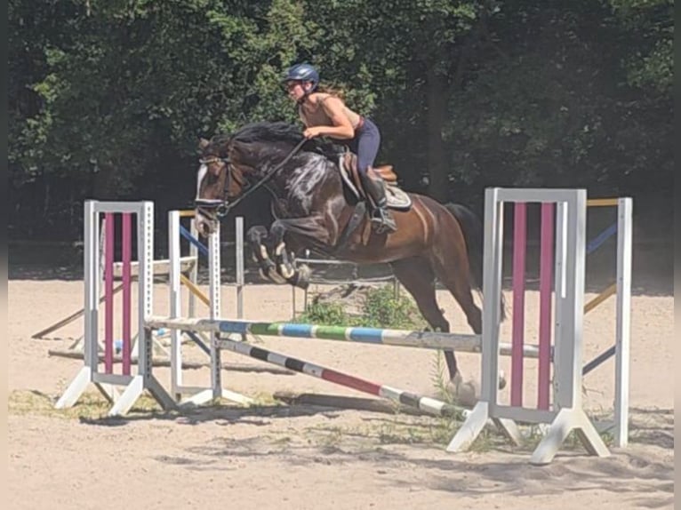 Hanovrien Jument 5 Ans 168 cm Bai brun in Braunschweig