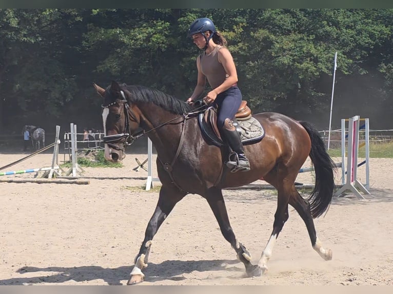 Hanovrien Jument 5 Ans 168 cm Bai brun in Braunschweig