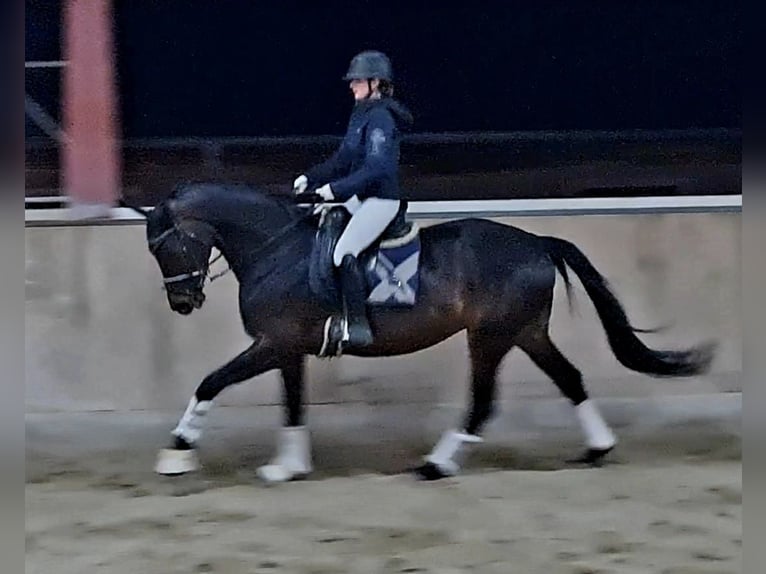 Hanovrien Jument 5 Ans 168 cm Bai brun foncé in Böheimkirchen
