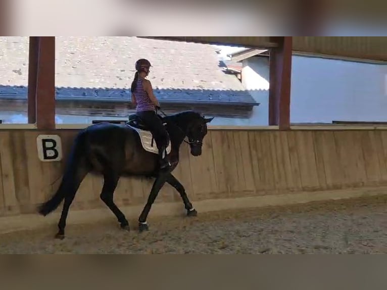 Hanovrien Jument 5 Ans 168 cm Bai brun foncé in Böheimkirchen