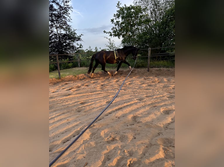 Hanovrien Jument 5 Ans 168 cm Bai brun foncé in Wielen