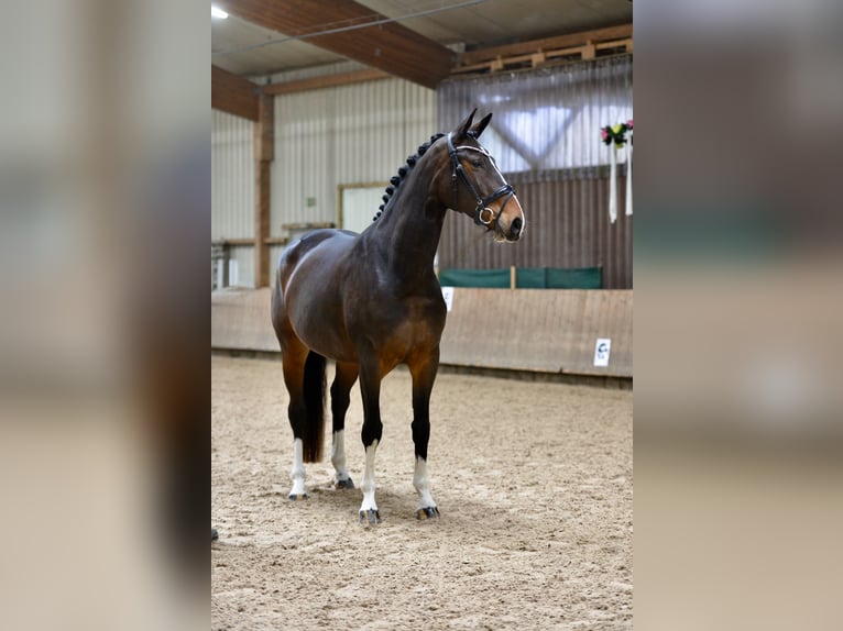 Hanovrien Jument 5 Ans 168 cm Bai in Brinkum