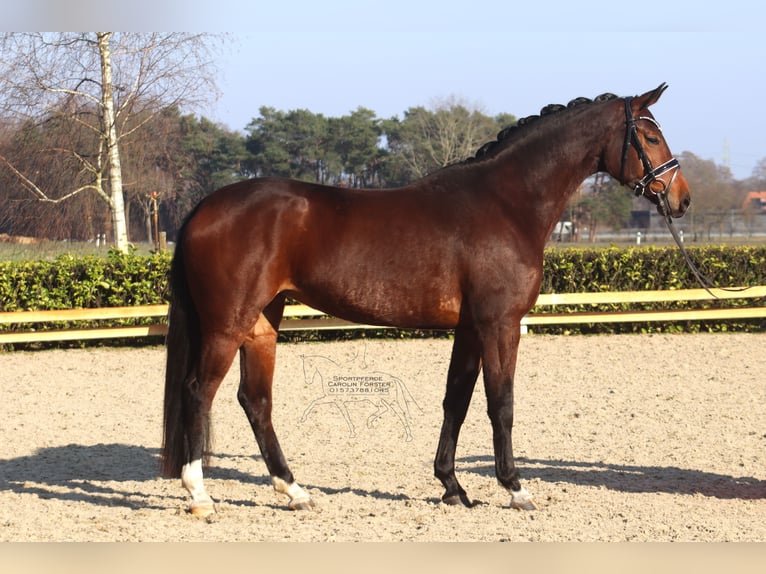 Hanovrien Jument 5 Ans 168 cm Bai in Reeßum