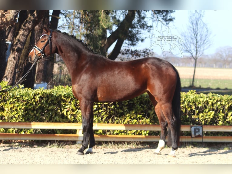 Hanovrien Jument 5 Ans 168 cm Bai in Reeßum