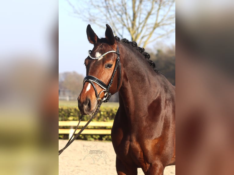 Hanovrien Jument 5 Ans 168 cm Bai in Reeßum