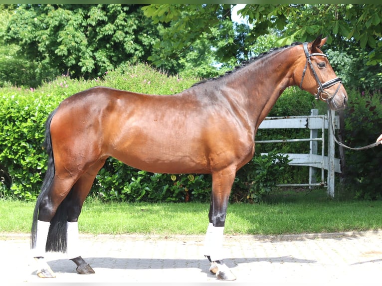 Hanovrien Jument 5 Ans 168 cm Bai in Selsingen