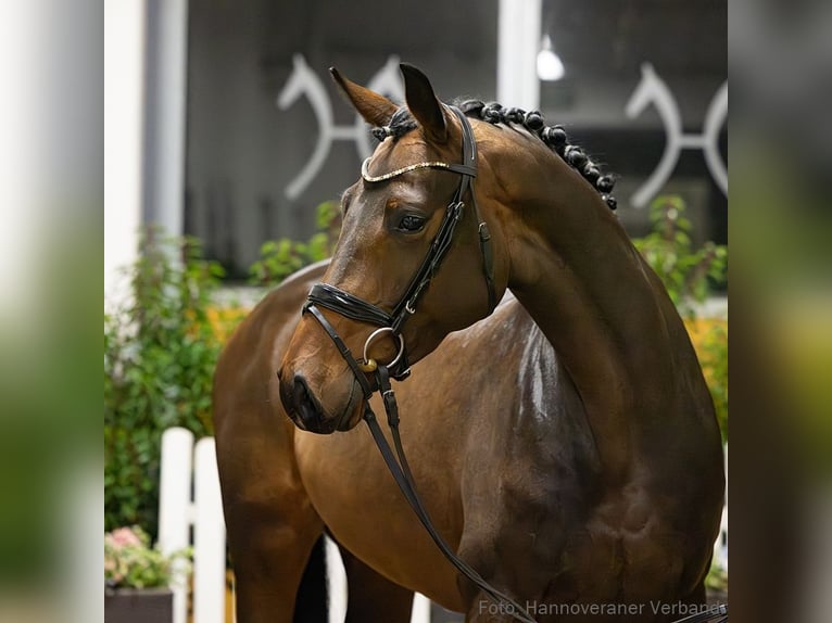 Hanovrien Jument 5 Ans 168 cm Bai in Verden