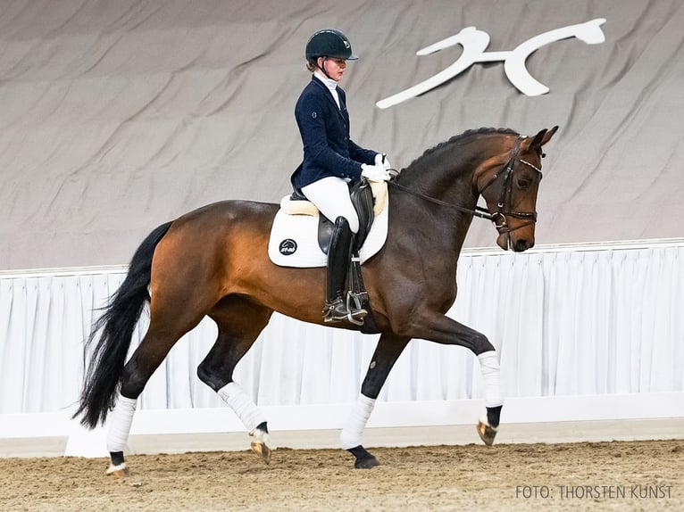 Hanovrien Jument 5 Ans 168 cm Bai in Verden