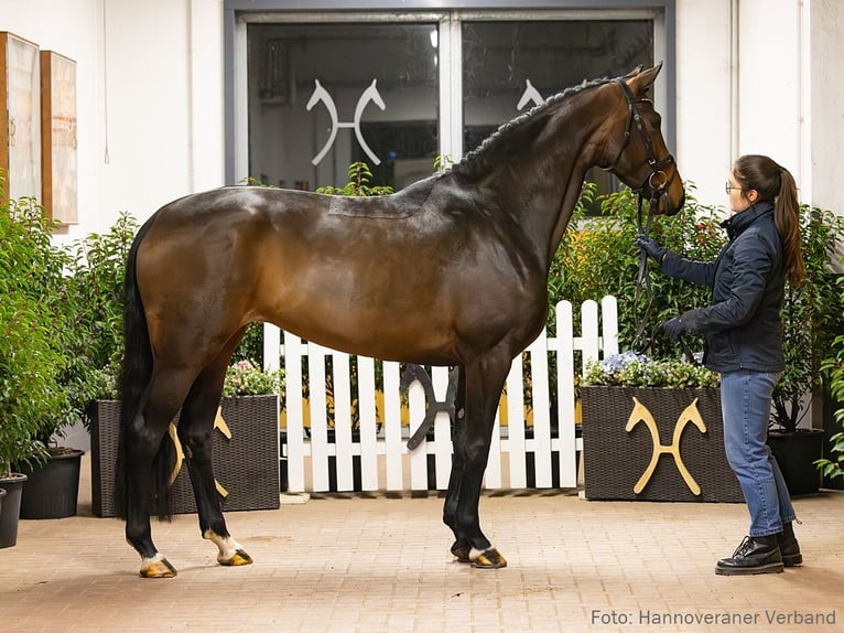 Hanovrien Jument 5 Ans 168 cm Bai in Verden