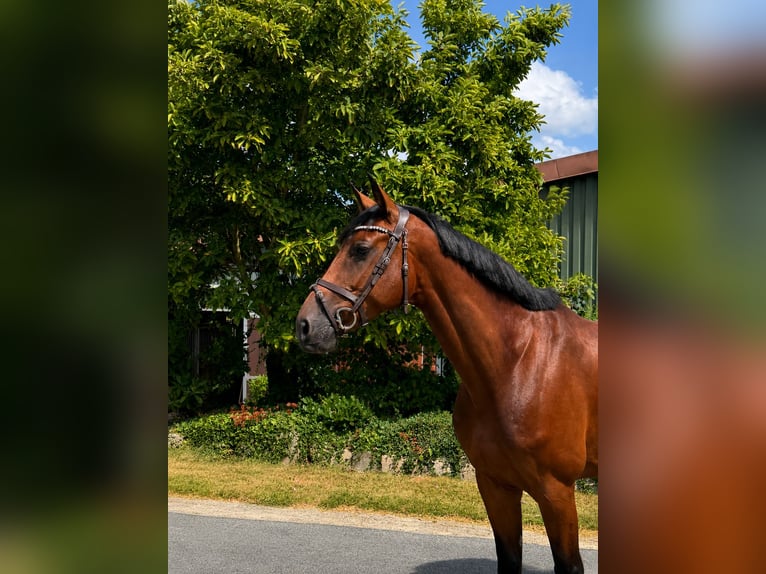 Hanovrien Jument 5 Ans 168 cm Bai in Ohrensen