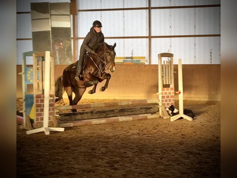 Hanovrien Jument 5 Ans 168 cm Bai in Oerel