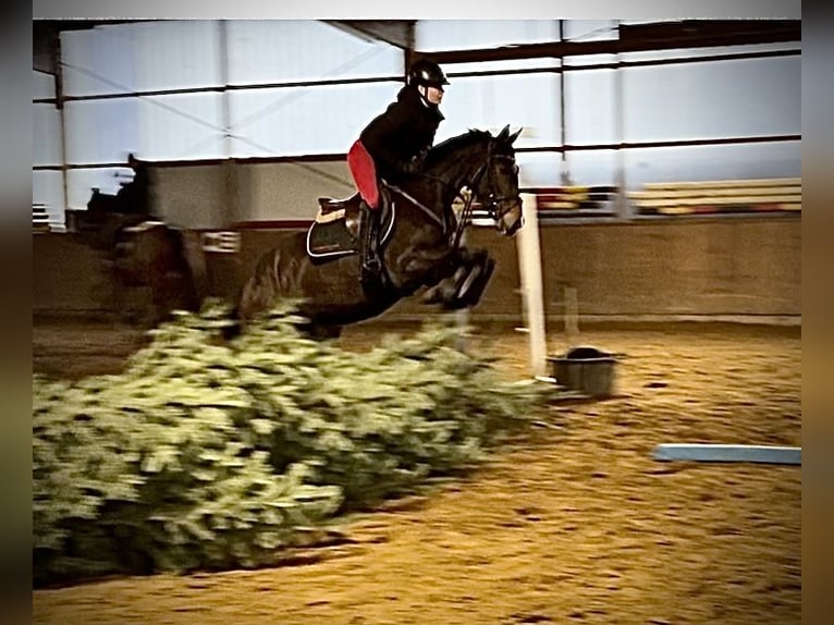 Hanovrien Jument 5 Ans 168 cm Bai in Oerel