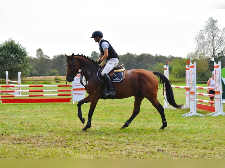 Hanovrien Jument 5 Ans 168 cm Bai in Bremervörde