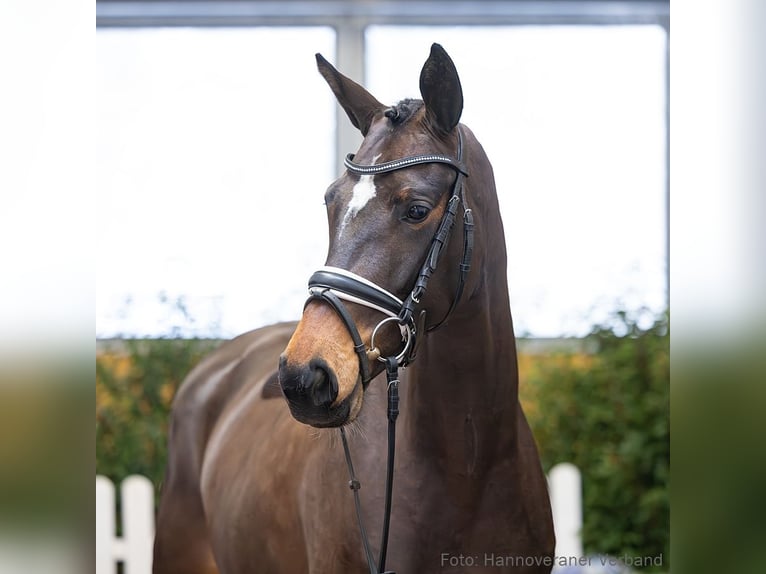 Hanovrien Jument 5 Ans 168 cm Bai in Verden