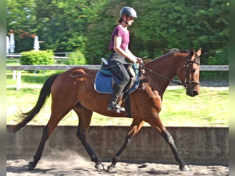 Hanovrien Jument 5 Ans 168 cm Bai clair in Gleichen