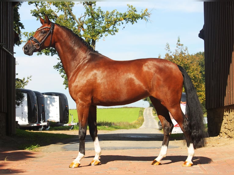 Hanovrien Jument 5 Ans 168 cm Bai in Lienen