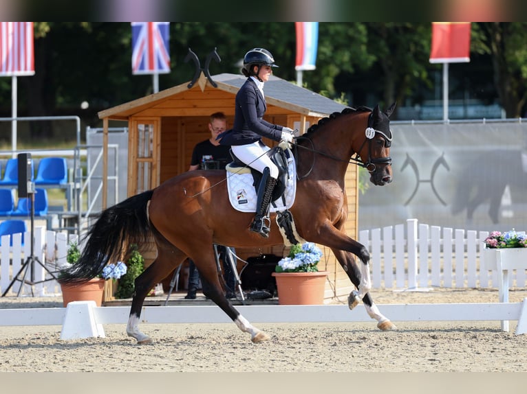 Hanovrien Jument 5 Ans 168 cm Bai in Lienen