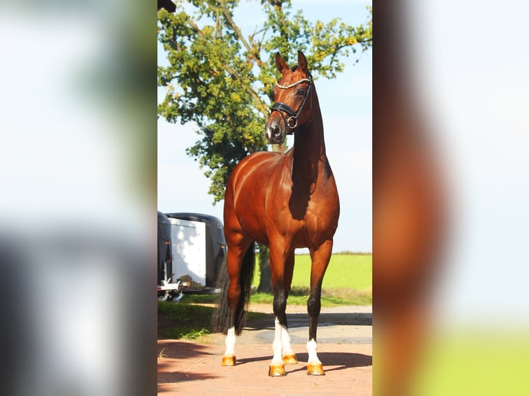 Hanovrien Jument 5 Ans 168 cm Bai in Lienen
