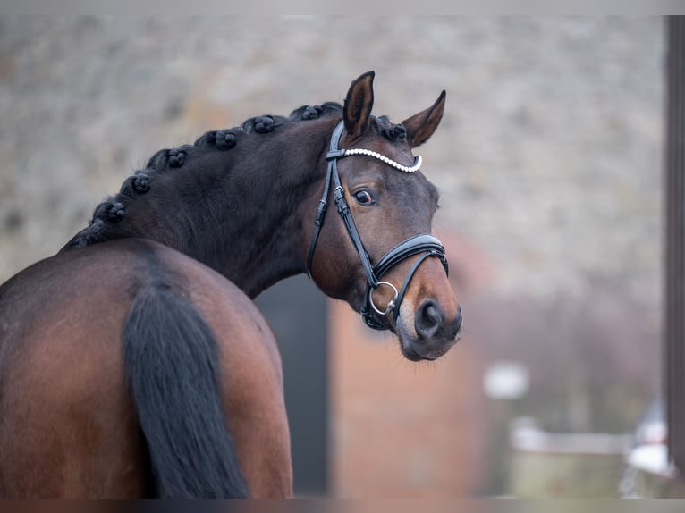 Hanovrien Jument 5 Ans 168 cm  in Bramsche