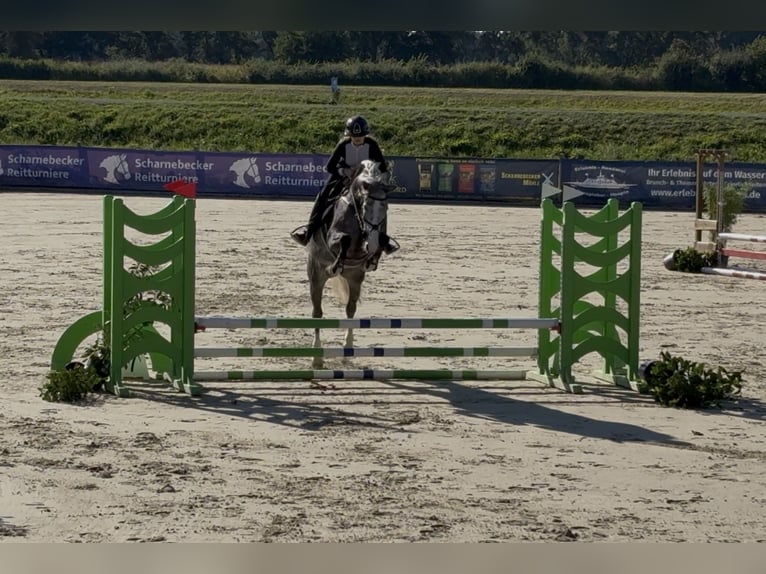 Hanovrien Jument 5 Ans 168 cm Gris in Toppenstedt