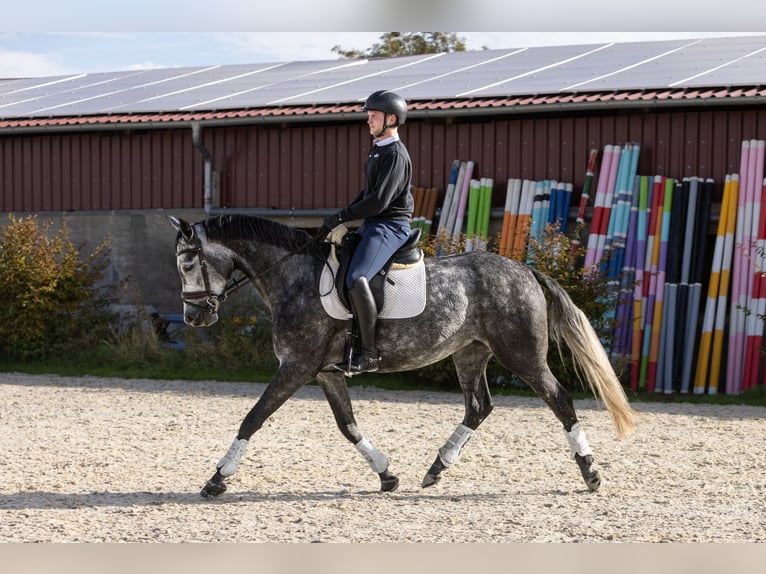 Hanovrien Jument 5 Ans 168 cm Gris pommelé in Ermsleben