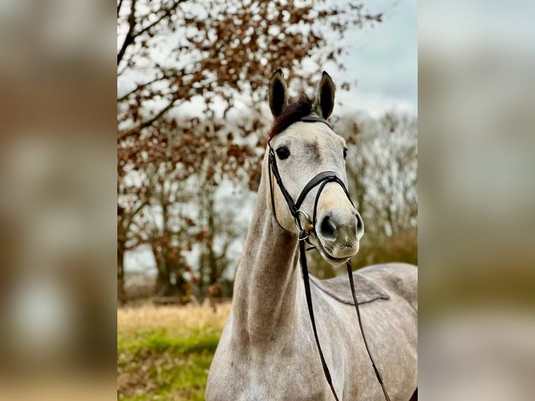 Hanovrien Jument 5 Ans 168 cm Gris pommelé in Kevelaer