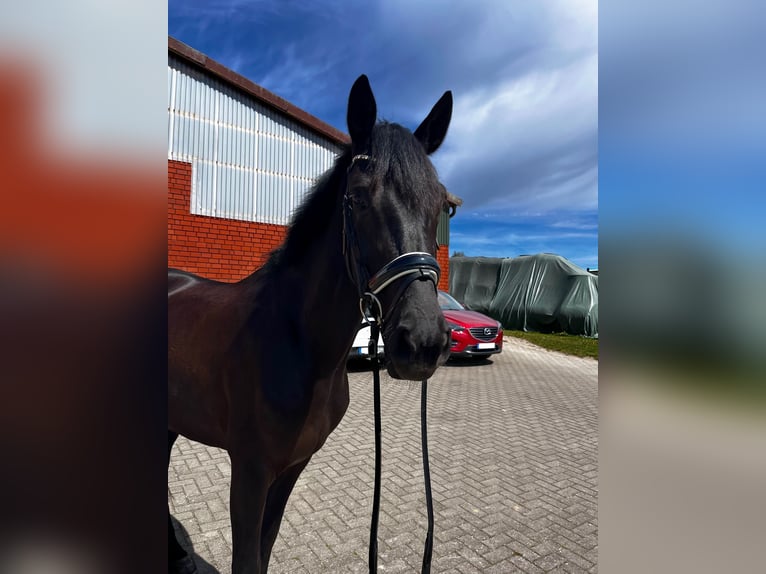 Hanovrien Jument 5 Ans 168 cm Noir in Bliedersdorf