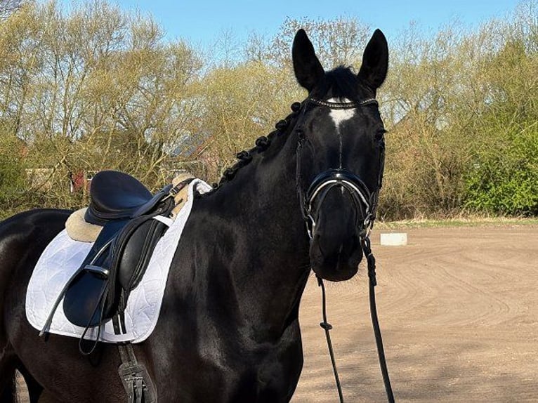 Hanovrien Jument 5 Ans 168 cm Noir in Verden (Aller)