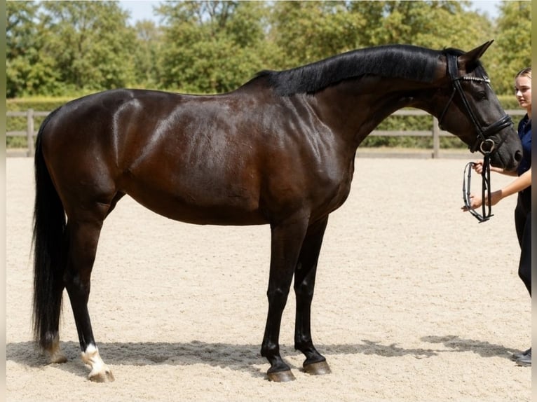 Hanovrien Jument 5 Ans 168 cm Noir in Neuss