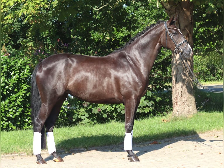 Hanovrien Jument 5 Ans 168 cm Noir in Selsingen