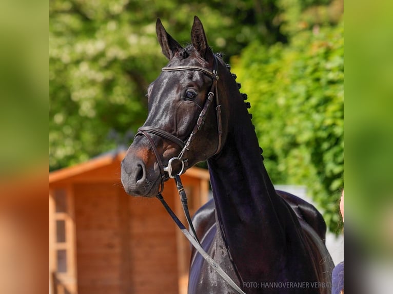Hanovrien Jument 5 Ans 168 cm Noir in Verden