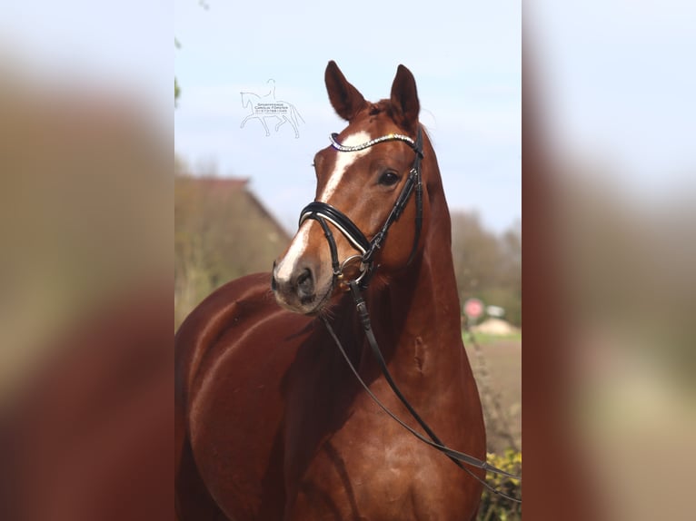 Hanovrien Jument 5 Ans 169 cm Alezan brûlé in Reeßum