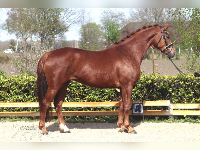 Hanovrien Jument 5 Ans 169 cm Alezan brûlé in Reeßum