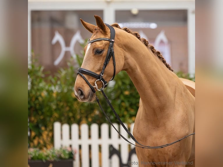 Hanovrien Jument 5 Ans 169 cm Alezan in Verden