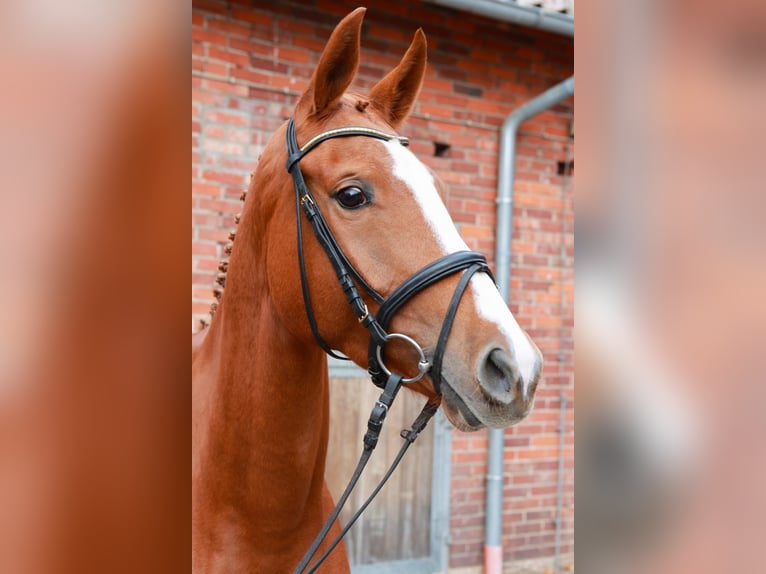 Hanovrien Jument 5 Ans 169 cm Alezan in Dannenberg (Elbe)