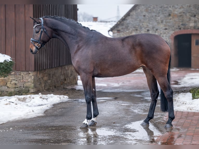 Hanovrien Jument 5 Ans 169 cm Bai brun in Bramsche