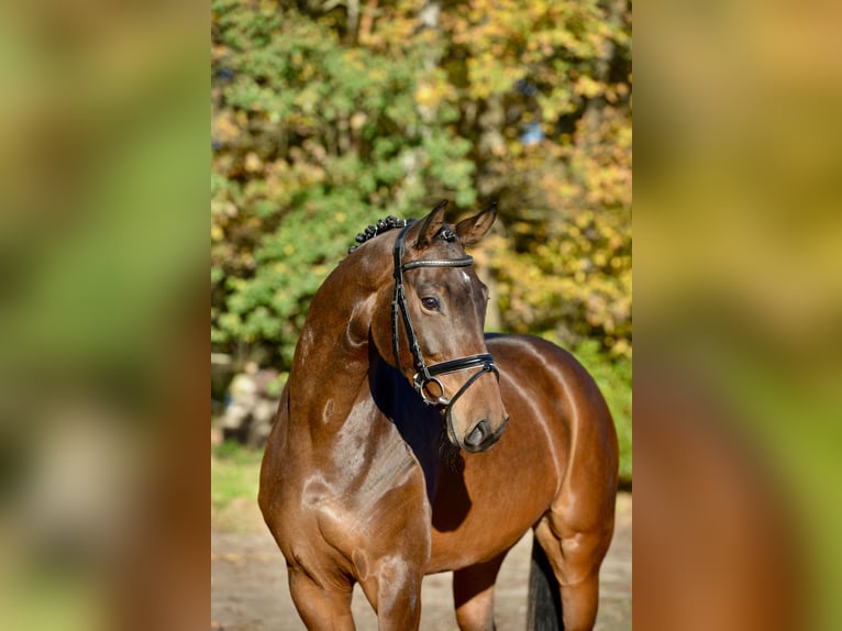 Hanovrien Jument 5 Ans 169 cm Bai brun in Essen (Oldenburg)