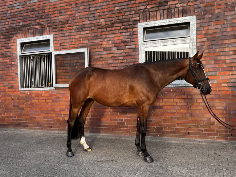 Hanovrien Jument 5 Ans 169 cm Bai brun in Hasel&#xFC;nne