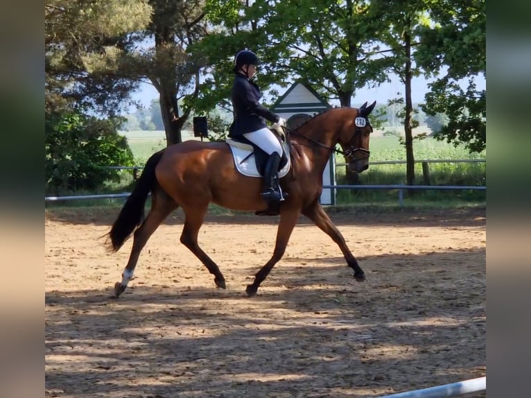 Hanovrien Jument 5 Ans 169 cm Bai in Wolfsburg