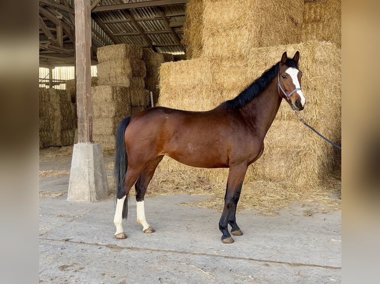 Hanovrien Jument 5 Ans 169 cm Bai in Zülpich