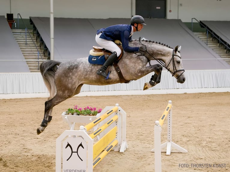 Hanovrien Jument 5 Ans 169 cm Bai in Verden