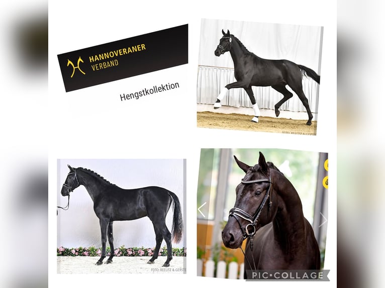 Hanovrien Jument 5 Ans 169 cm in Tiddische