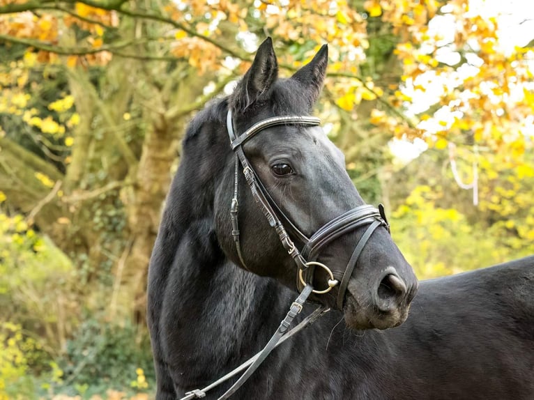 Hanovrien Jument 5 Ans 169 cm Noir in Langelsheim