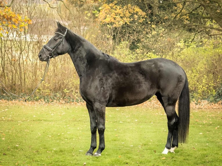 Hanovrien Jument 5 Ans 169 cm Noir in Langelsheim