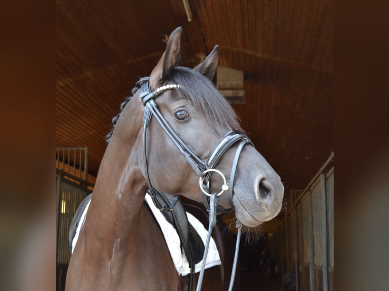 Hanovrien Jument 5 Ans 169 cm Noir in Staffhorst