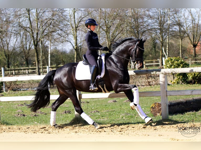 Hanovrien Jument 5 Ans 169 cm Noir in Werl