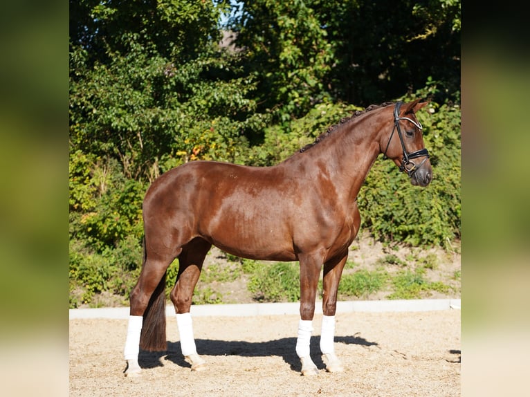 Hanovrien Jument 5 Ans 170 cm Alezan brûlé in Hohenfelde