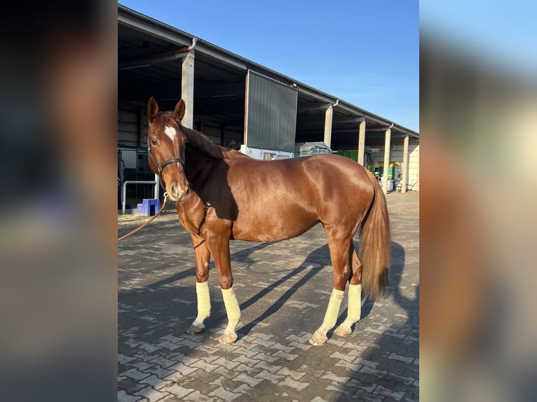 Hanovrien Jument 5 Ans 170 cm Alezan brûlé in Dallgow-Döberitz