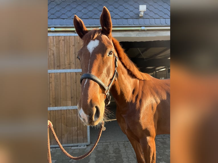 Hanovrien Jument 5 Ans 170 cm Alezan brûlé in Dallgow-Döberitz